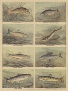 Peces de agua dulce de French School